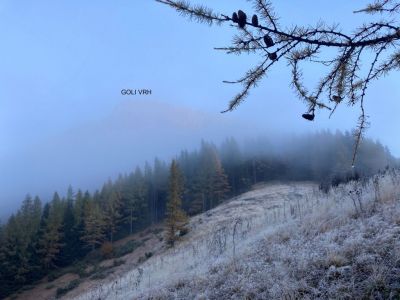 Kliknite za ogled večje slike