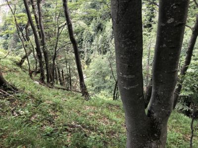 Kliknite za ogled večje slike