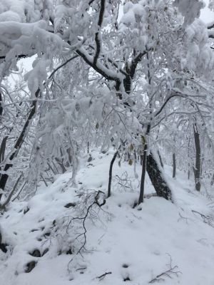 Kliknite za ogled večje slike