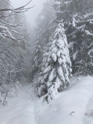 Kliknite za ogled večje slike