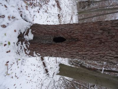 Kliknite za ogled večje slike