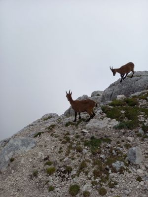 Kliknite za ogled večje slike