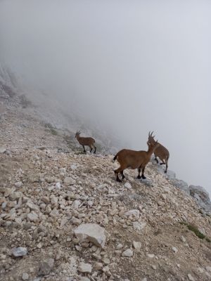 Kliknite za ogled večje slike