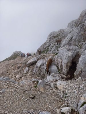 Kliknite za ogled večje slike