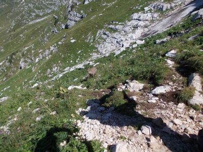 Kliknite za ogled večje slike