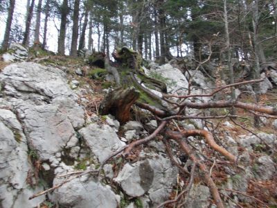 Kliknite za ogled večje slike
