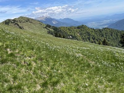 Kliknite za ogled večje slike