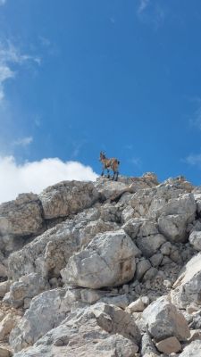 Kliknite za ogled večje slike