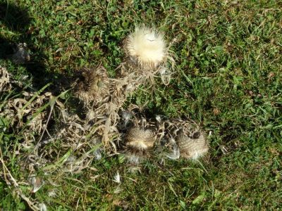 Kliknite za ogled večje slike