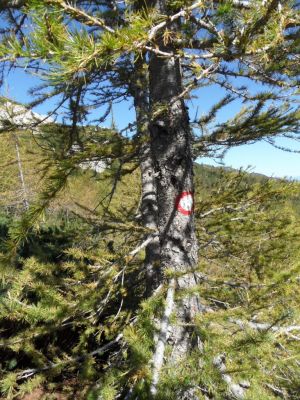 Kliknite za ogled večje slike