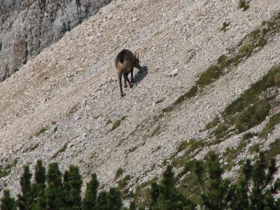 Kliknite za ogled večje slike