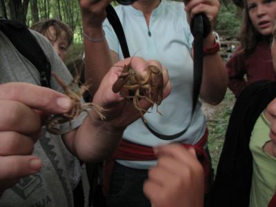 Kliknite za ogled večje slike