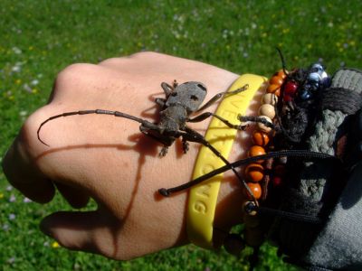 Kliknite za ogled večje slike